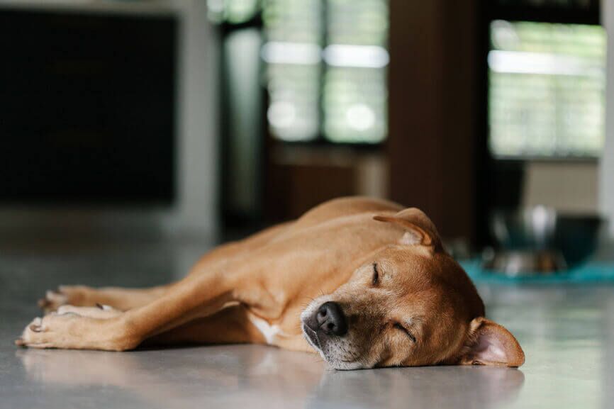 Why Is My Dog Twitching in His Sleep? - Whole Dog Journal
