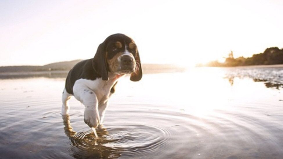 Do beagles have webbed 2024 feet