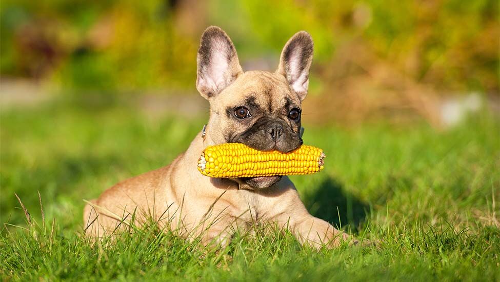 Whole grain corn in dog fashion food