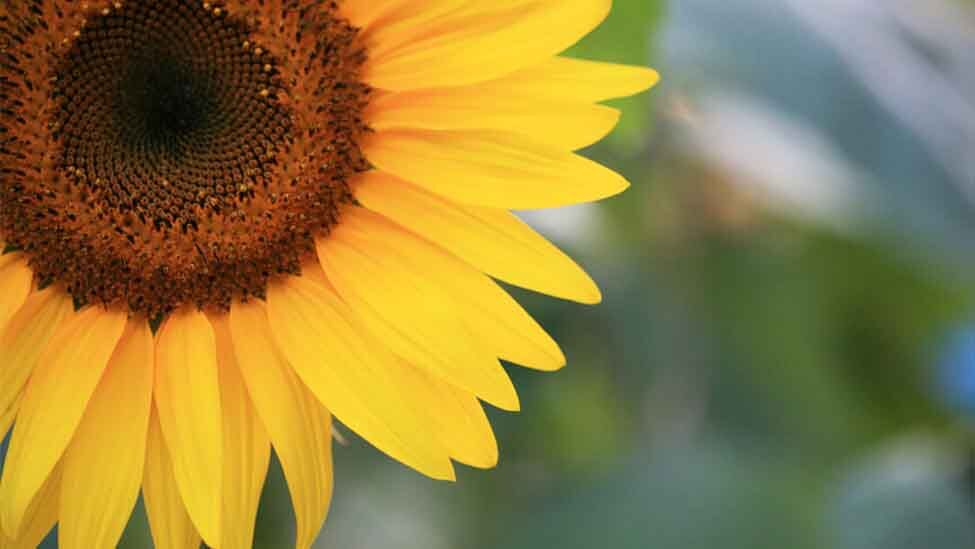 Can Dogs Have Sunflower Oil Is Sunflower Oil Toxic Ollie Blog