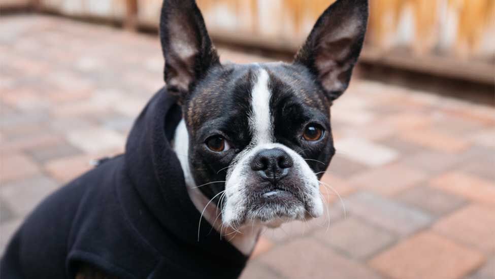 Show me pictures of a best sale boston terrier