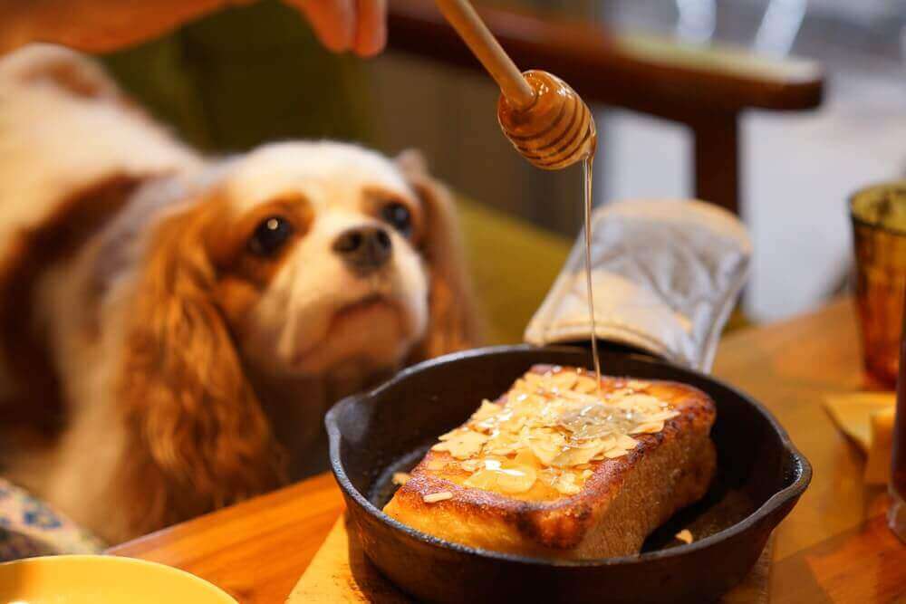 Giving honey 2025 to dogs