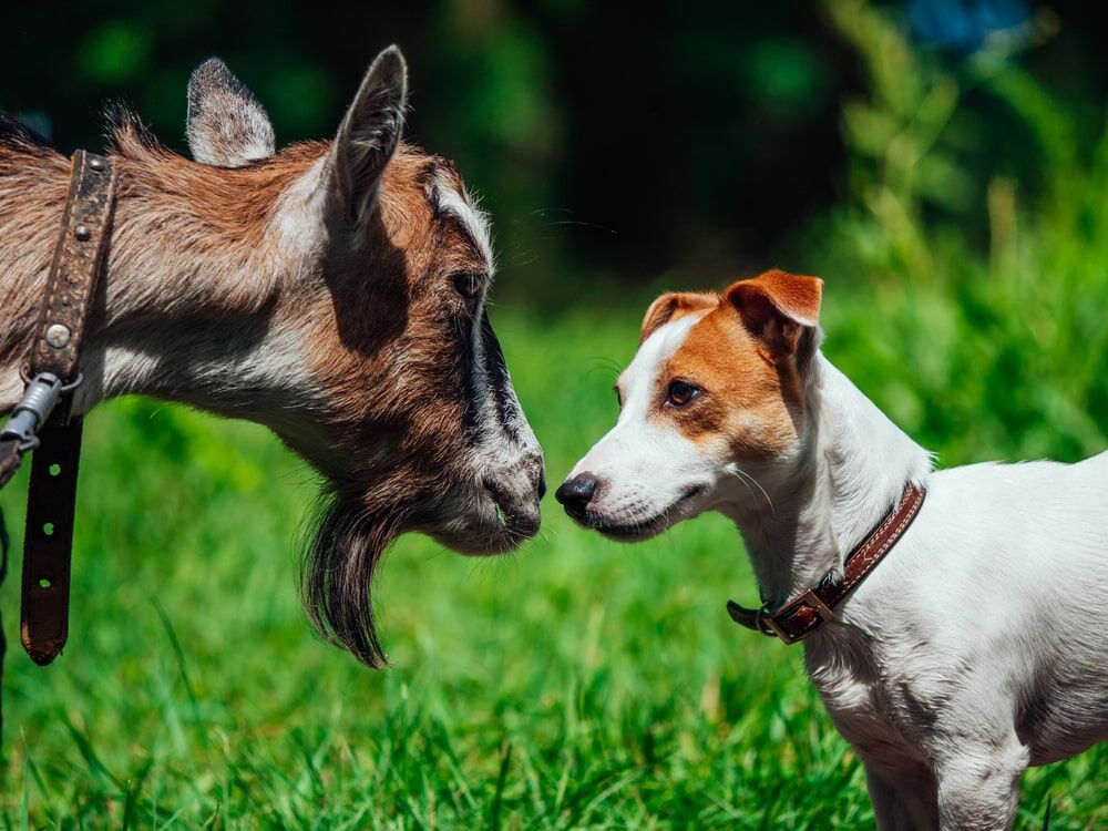 Camel milk for outlet dogs