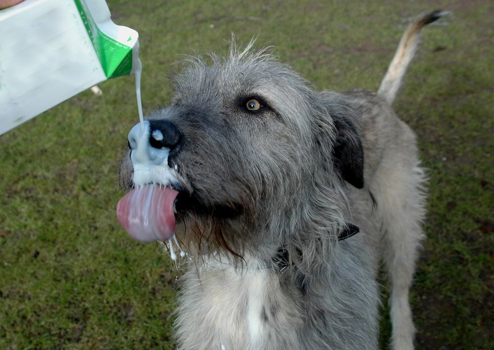 Fresh milk for outlet puppies