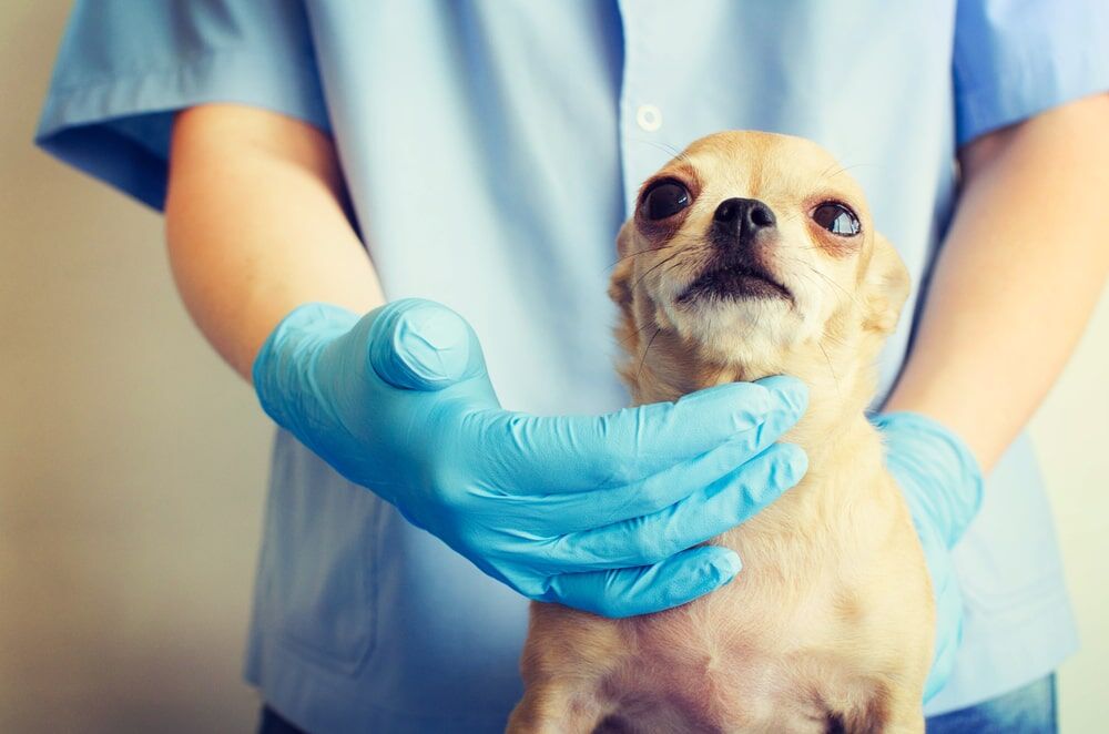 Can Dogs Get Strep Throat? Streptococcus in Dogs. - Ollie Blog