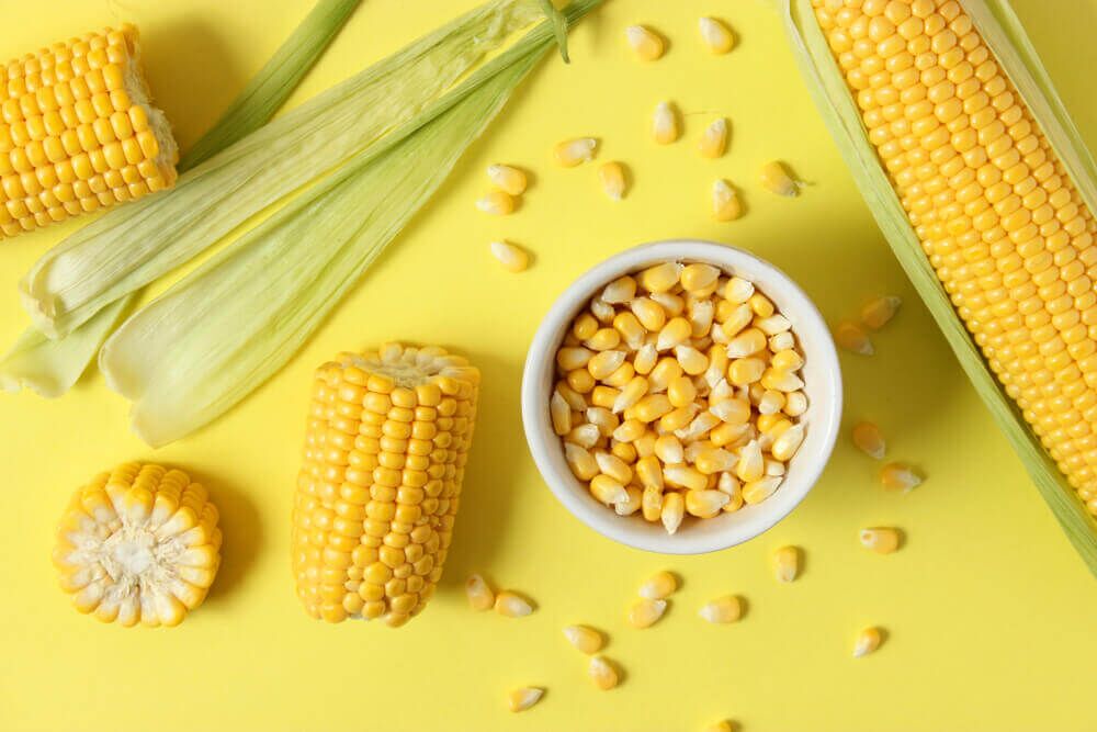 Is corn and outlet wheat bad for dogs