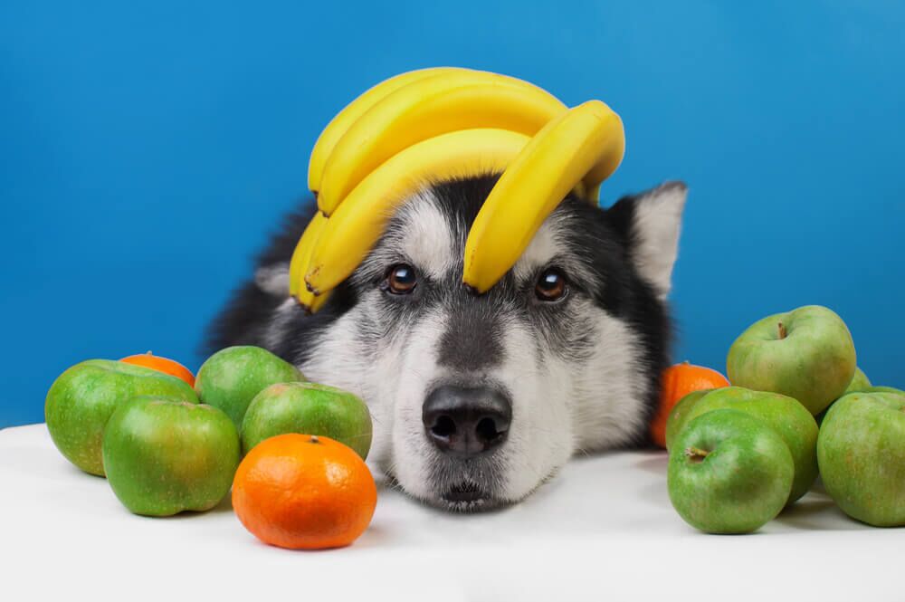 What fruit and veg can 2024 dogs eat