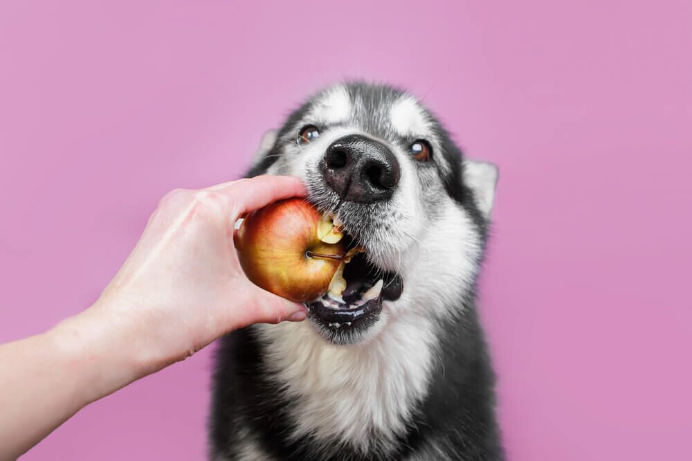 What Fruits Can Dogs Eat 12 Safe Options Ollie Blog