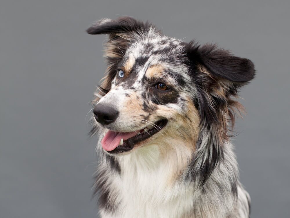 Can a Short-Haired Australian Shepherd Really Be a Purebred Aussie?