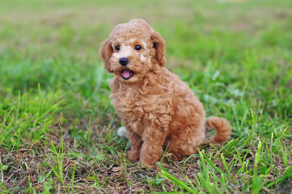 Best Small Hypoallergenic Dogs for Families — STOKESHIRE DESIGNER DOODLES -  FOR SALE IN WISCONSIN