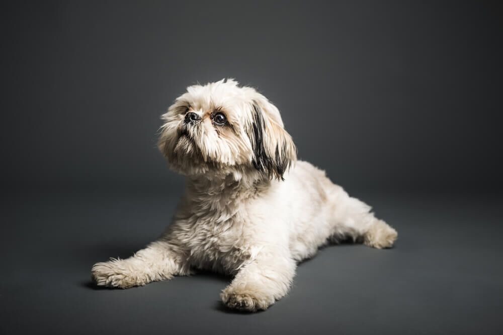 Shih Tzu 101: Is a Shih Tzu the Right Dog for You? - Ollie Blog