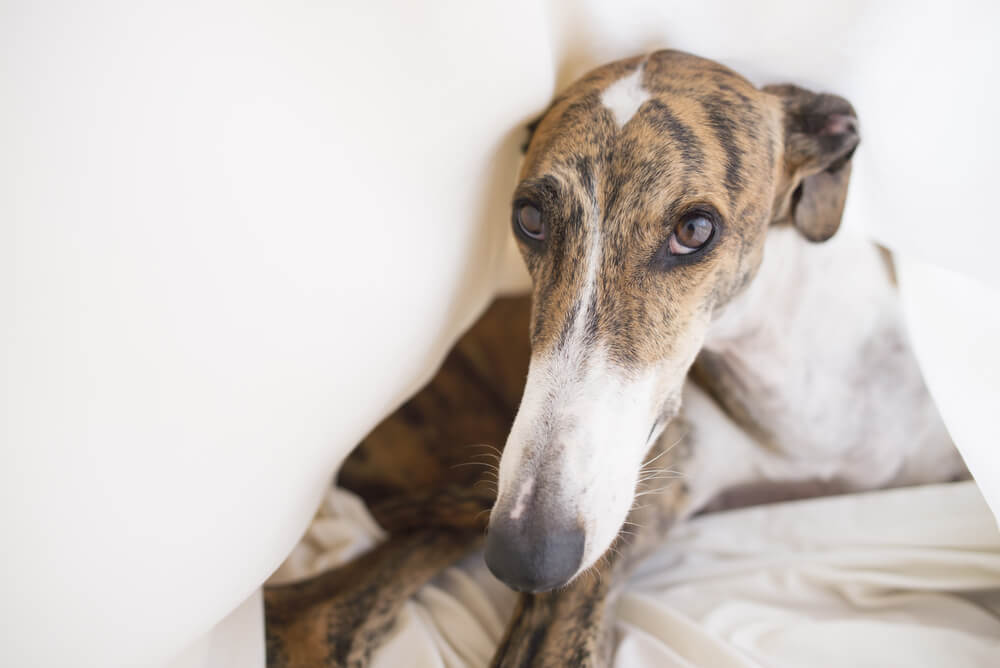 Types of greyhound sales dogs