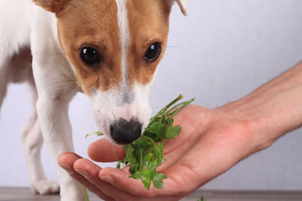 Does parsley help 2025 dogs bad breath