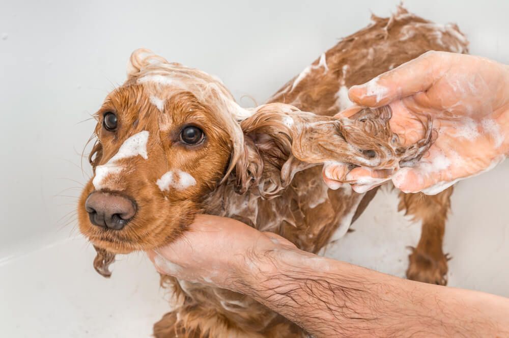 Baking soda sales bath dog itching