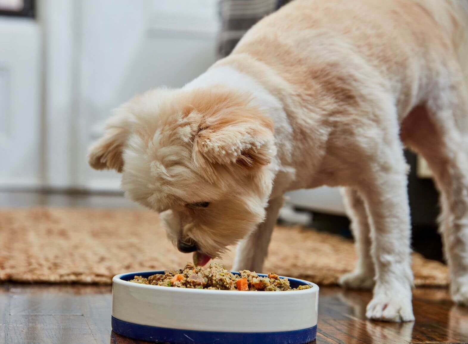 How much boiled chicken outlet to feed a dog