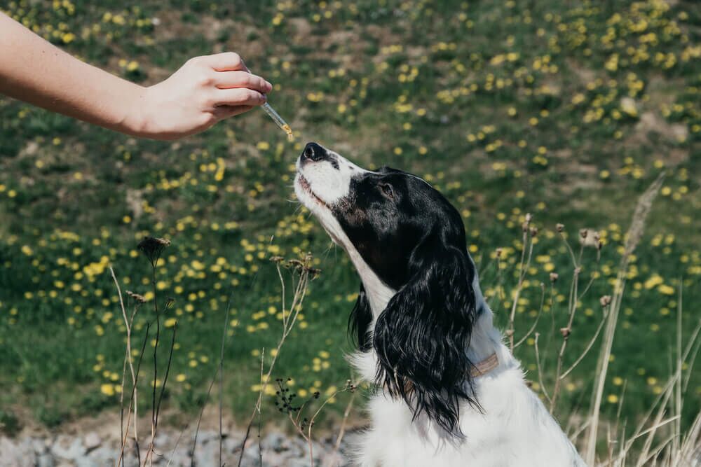 Lack of taurine in dogs best sale