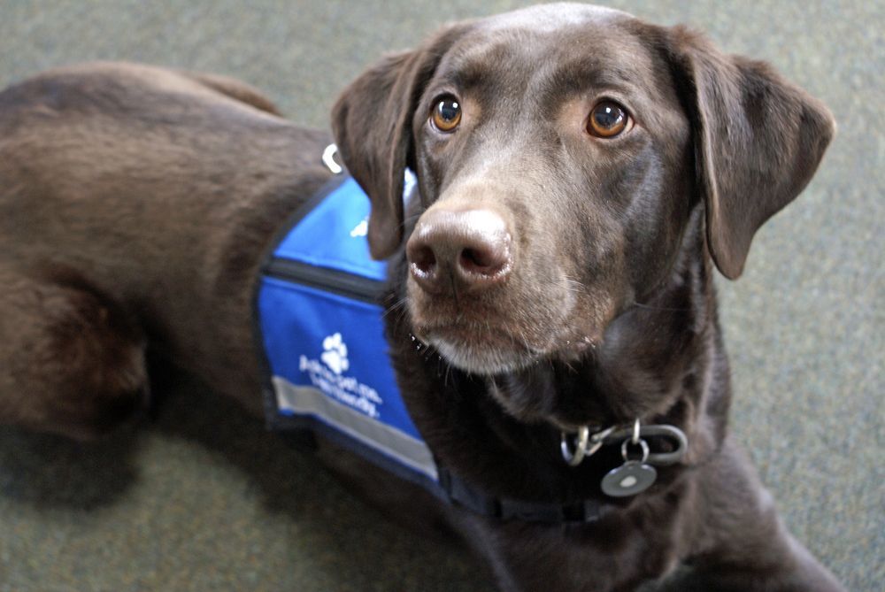 Can I Train My Pup to Be a Therapy Dog Ollie Blog