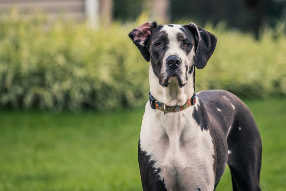 Five Common Great Dane Health Issues to Watch for Ollie Blog