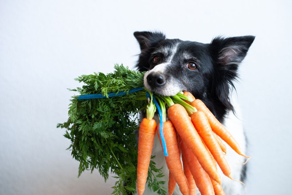 Is raw carrots shop good for dogs