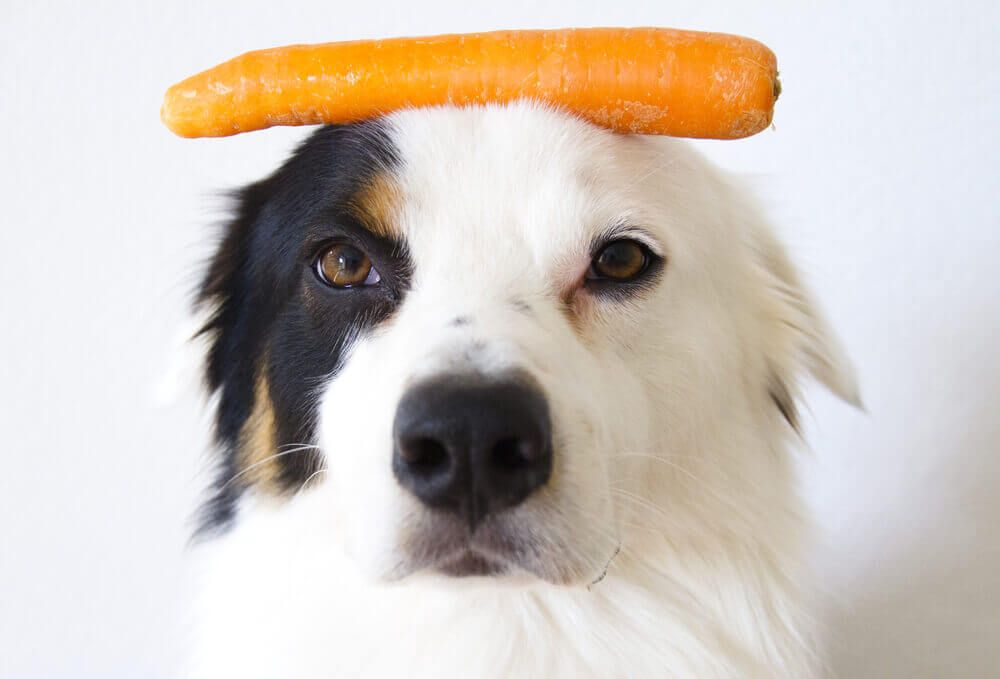 Can a puppy eat raw carrots sale