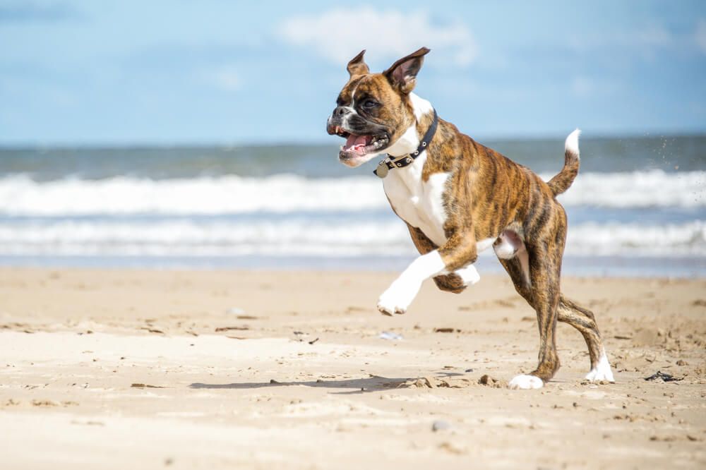 Most store athletic dogs