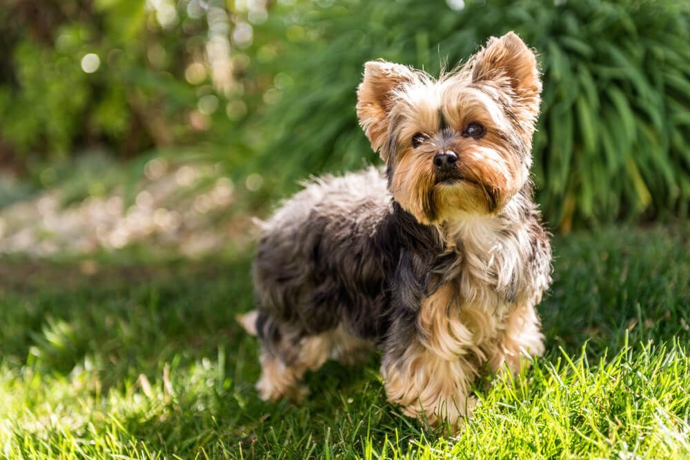 Adult yorkie store