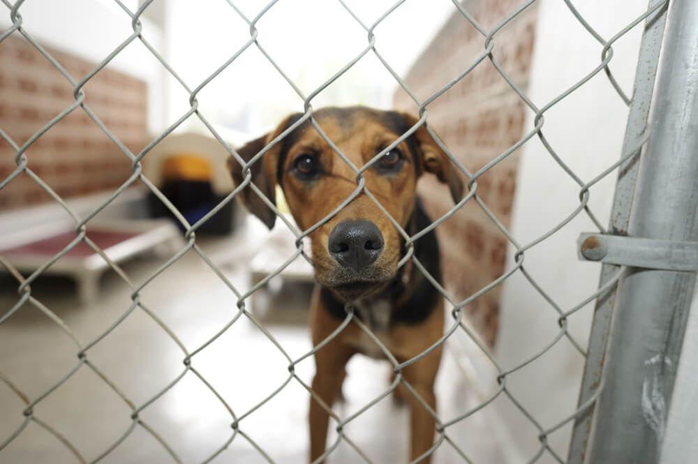 Dog-in-shelter-waiting-for-a-forever-home