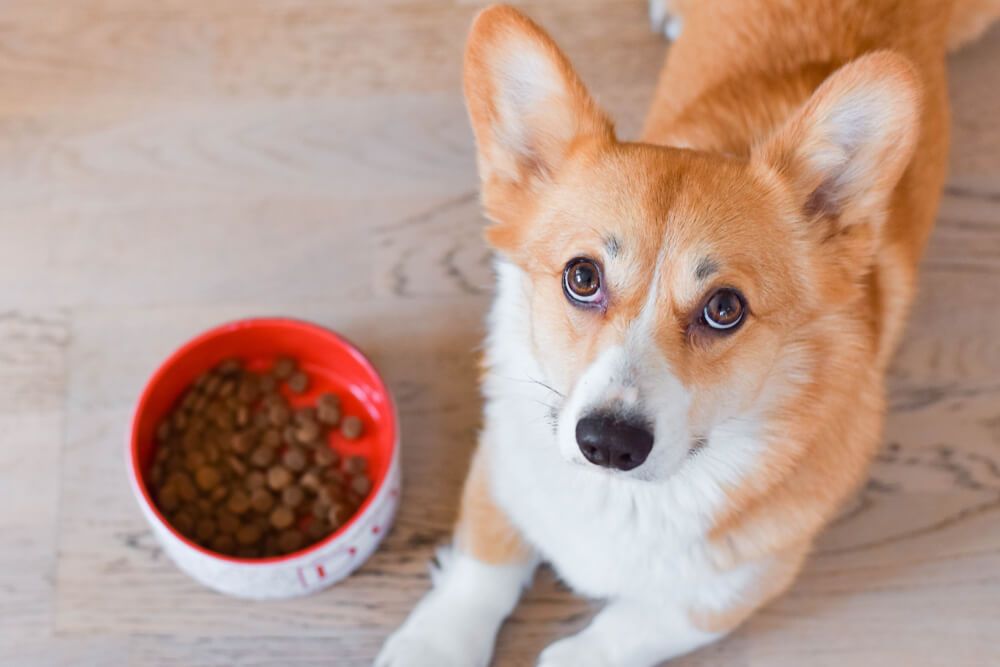 What is Extruded Kibble Ollie Blog