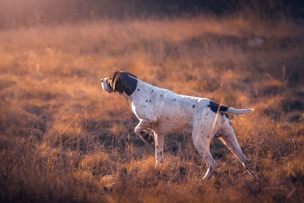 Dog breeds with webbed clearance paws