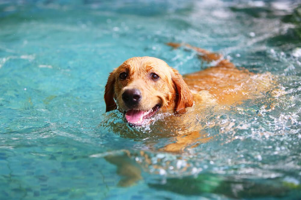 Labrador discount webbed feet