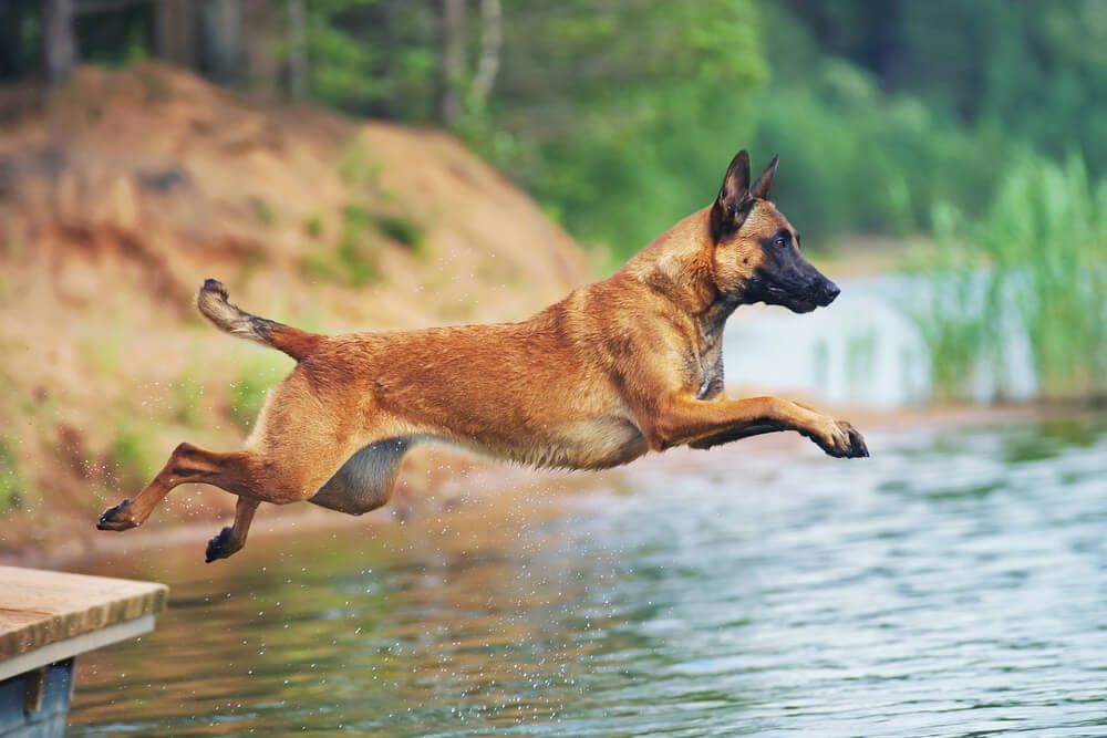 Belgian Malinois 101: Everything You Need to Know About This