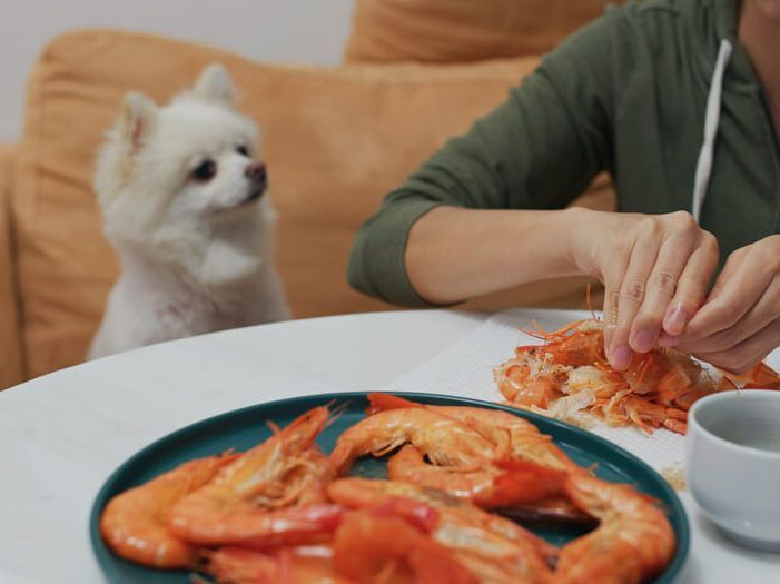 Can Dogs Eat Shrimp Ollie Blog