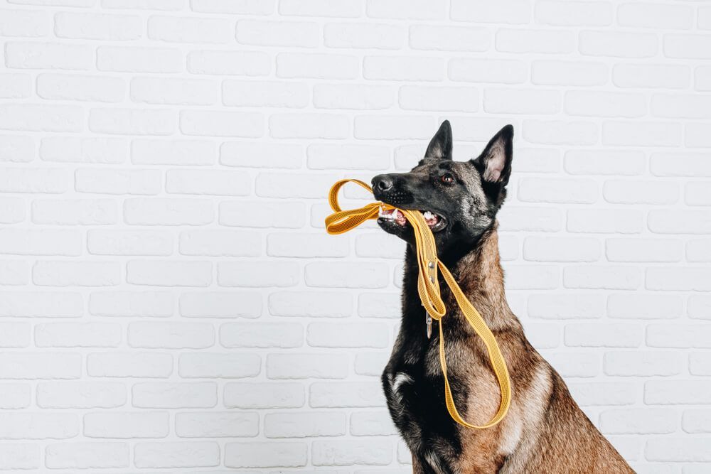 Belgian malinois webbed store feet