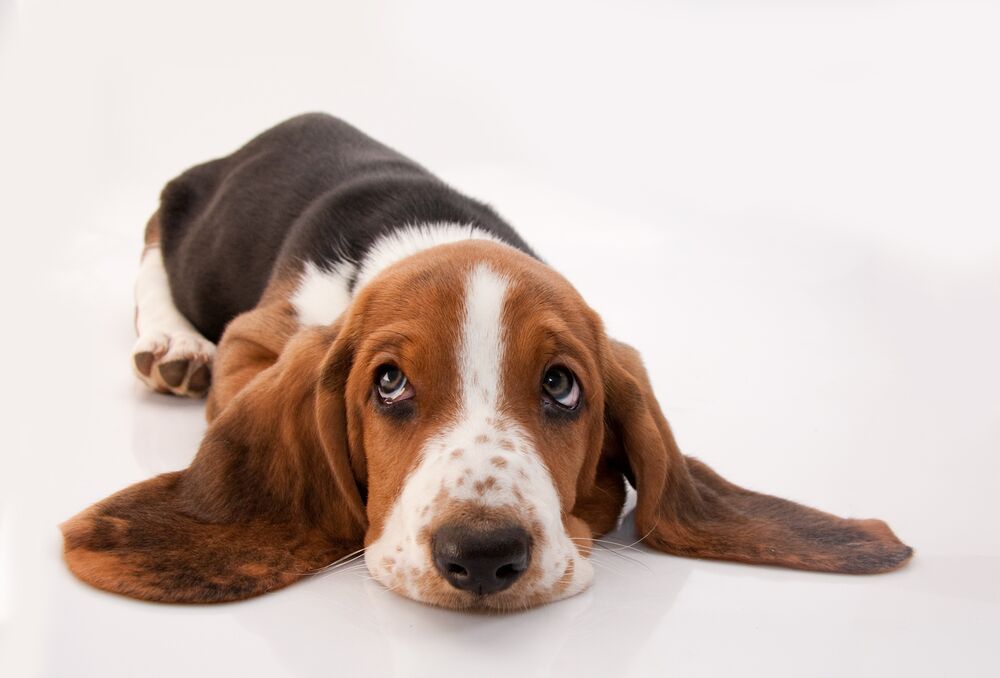 Basset hound ear infection home remedy sale