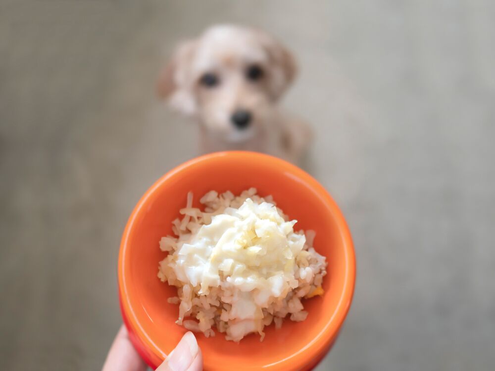 Can Dogs Eat Rice Ollie Blog