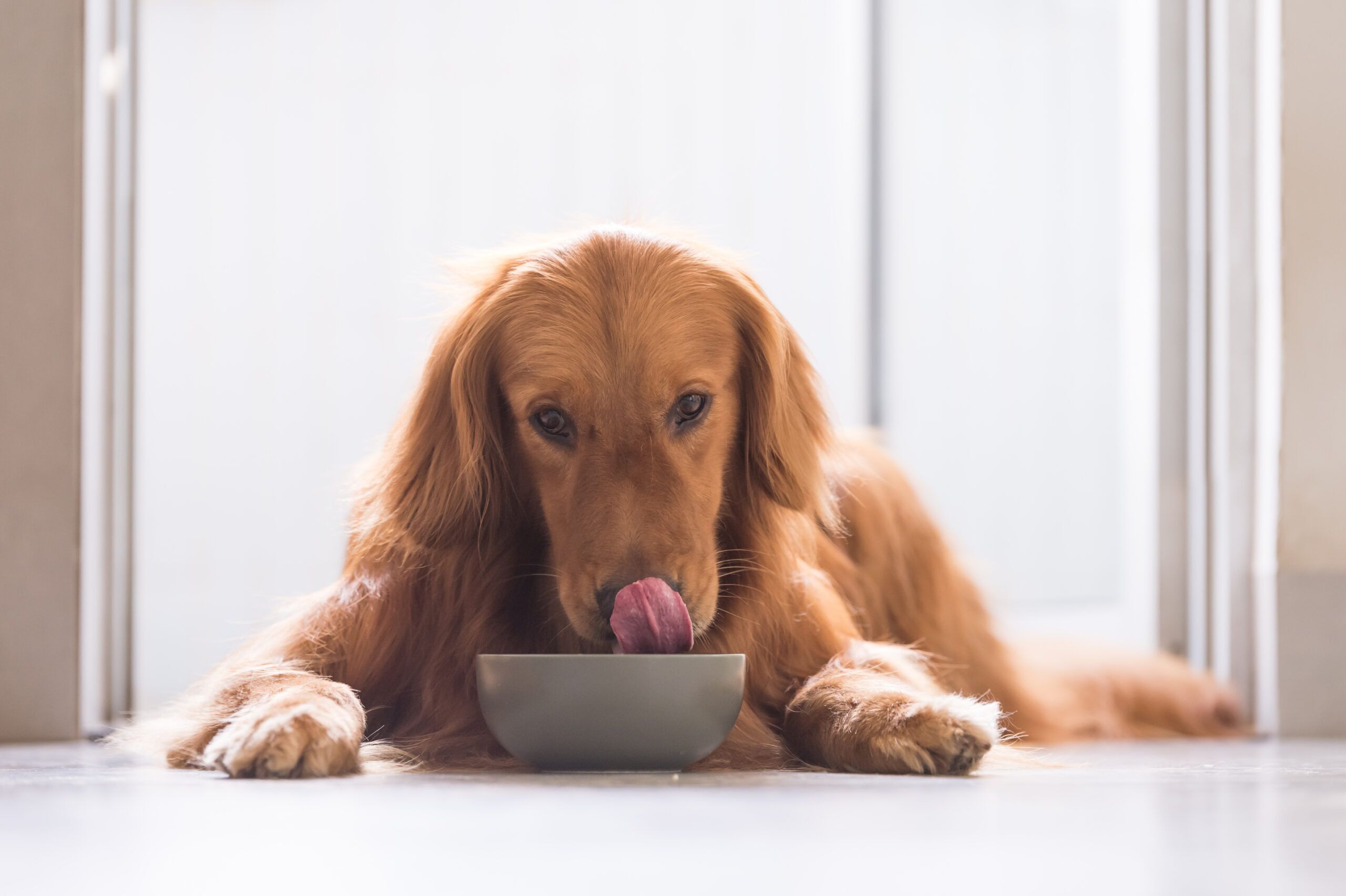 How to Transition Dog Food Ollie Blog